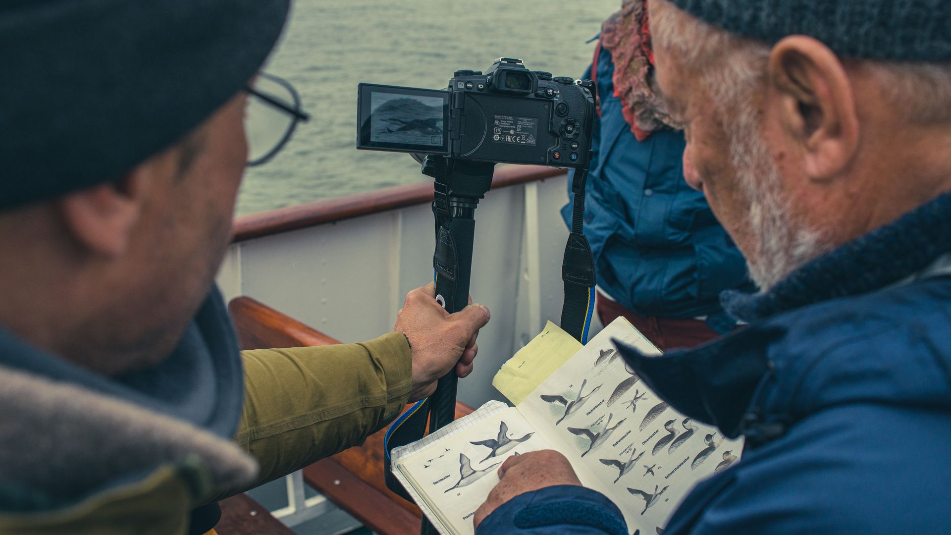 Bootstour zur Beobachtung von Zugvögeln und Wildgänsen