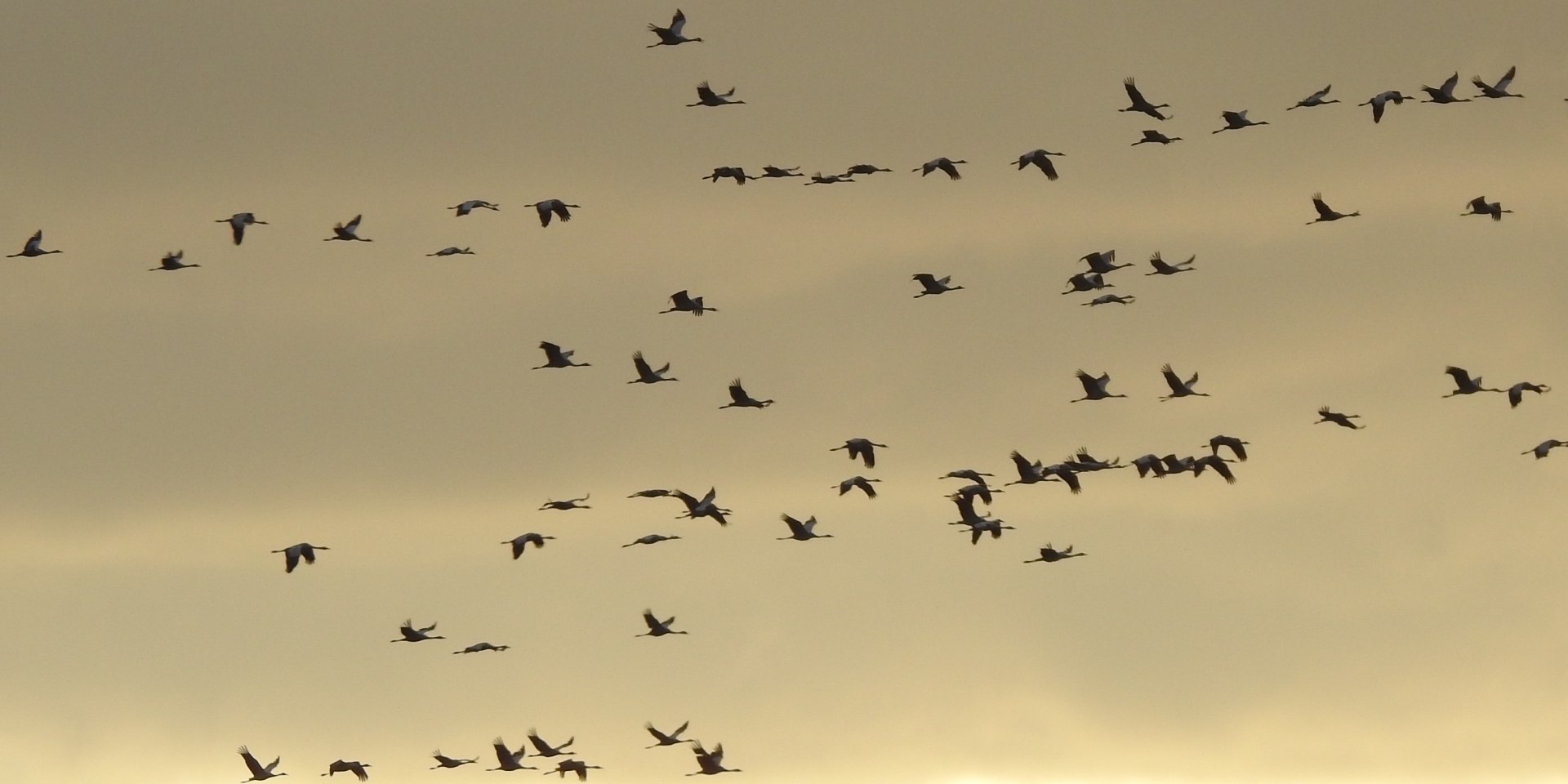 Kraniche am Abendhimmel, © Frauke Klemme