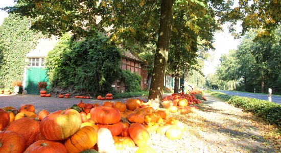 Kürbisse Hof Wielage Bawinke Emsland, © Emsland Touristik/ Birgit Janknecht