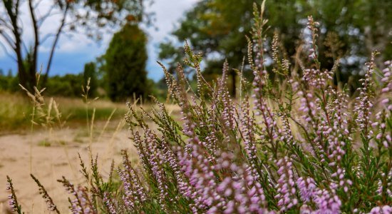 Blühendes Heidekraut und Sandweg, © Christine Kohnke-Löbert