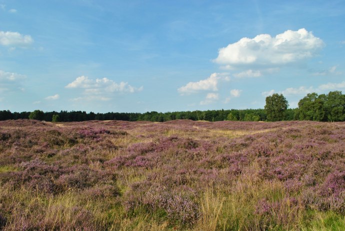 Perstruper Gräberfeld während der Heideblüte, © Verkehrsverein Wildeshausen