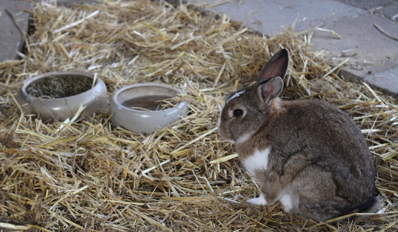 Kaninchen, © Schloss Eggermühlen