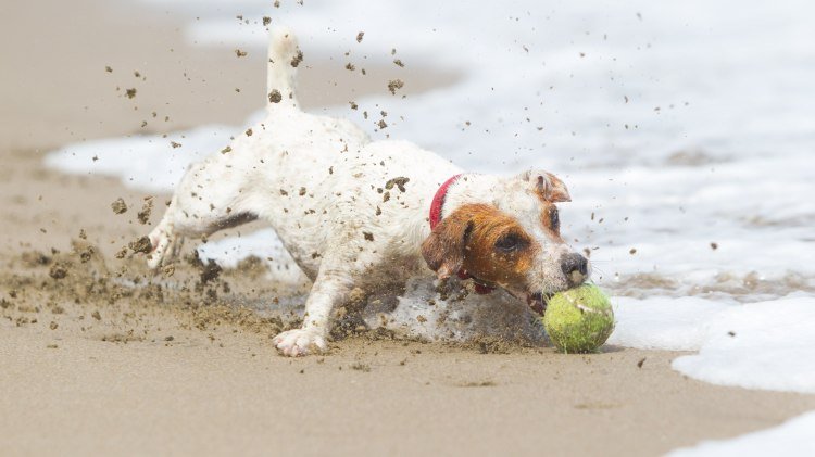 Ein Hund spielt mit seinem Ball am Strand, © AdobeStock_94429304