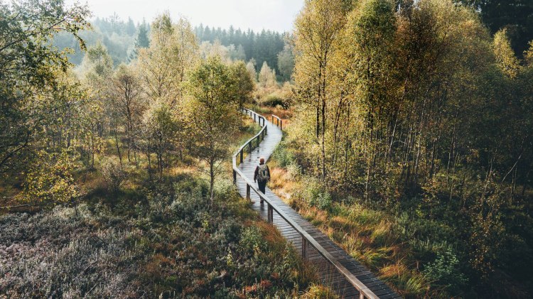 Wanderer geht über Bohlenweg im Hochmoor Mecklenbruch im Naturpark Solling-Vogler im Weserbergland
, © German Roamers/Johannes Becker