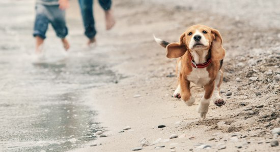 Hund läuft am Strand entlang, © AdobeStock_74946998