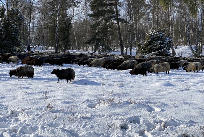 Oberoher Heide Heidschnucken, © Lüneburger Heide GmbH