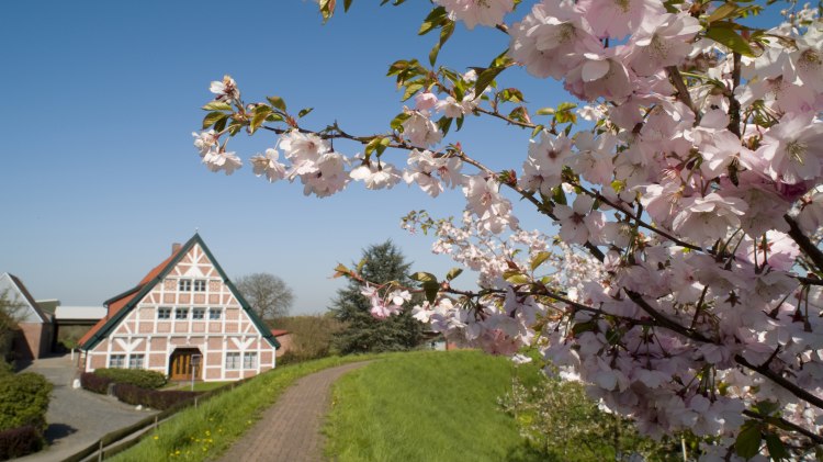 Kirschblüte mit Fachwerk, © Tourismusverein Altes Land e.V.