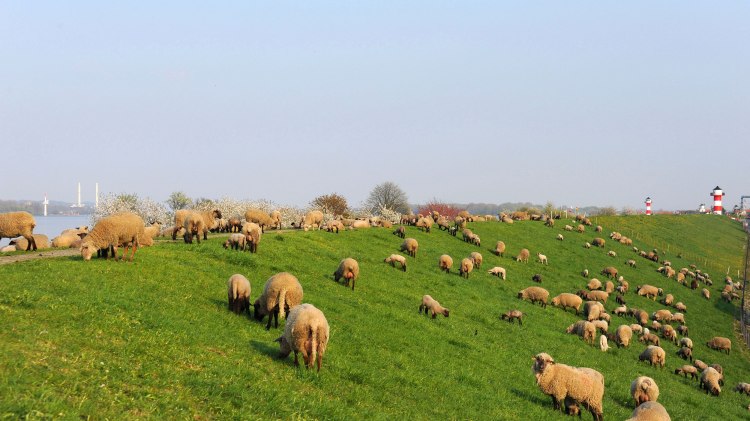 Schafherde auf dem Elbdeich, © Tourismusverband LK Stade/Elbe e.V./ Martin Elsen