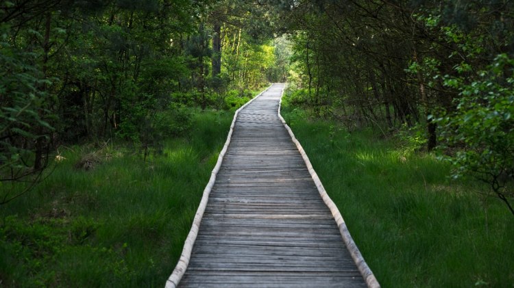 Pietzmoor, © Alexander Kassner