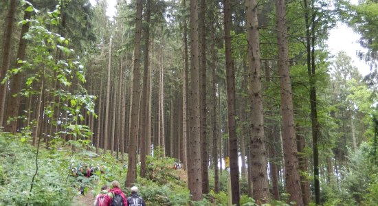 Wandergruppe in der Umgebung Bad Iburgs, © Tourist-Info Bad Iburg / Marion Marx