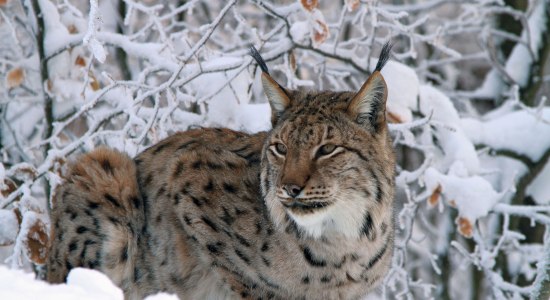 Ein Luchs sitzt im Schnee, © Nationalpark Harz / Ralf Steinberg