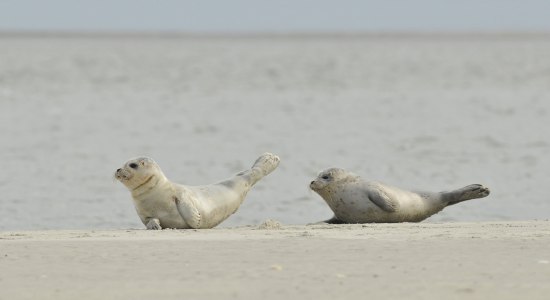 Zwei junge Seehunde liegen auf einer Sandbank im Nationalpark Niedersächisches Wattenmeer, © Nationalparkverwaltung Niedersächisches Wattenmeer/ Gundolf Reichert