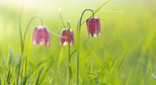 pinke Blumen im Grün, © TMN / Alexander Kaßner