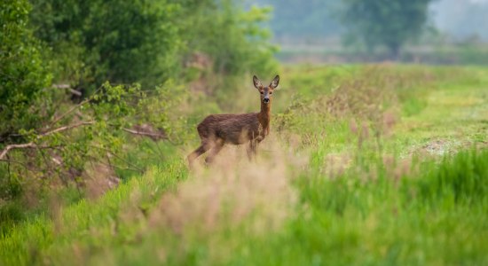 Reh steht auf Lichtung im Venner Moor im Geopark TERRA.vita, © TMN/Markus Tiemann