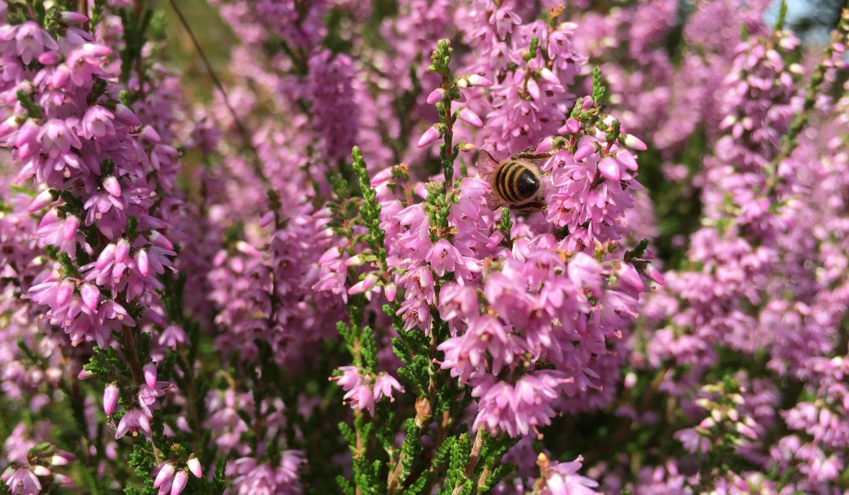 Heideblüte, © Lüneburger Heide GmbH