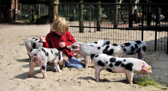 Ferkelstreichelzoo, © Tierpark Nordhorn gGmbH/ Franz Frieling