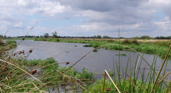 Foto der schwimmenden Wiesen in Winzlar , © Stadt Rehburg-Loccum