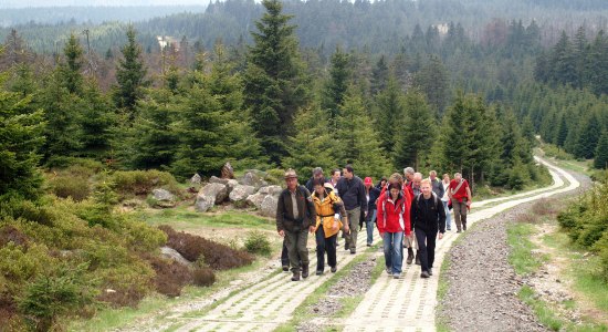 Wandere wandern vor grünen Tannen., © Harzer Tourismusverband