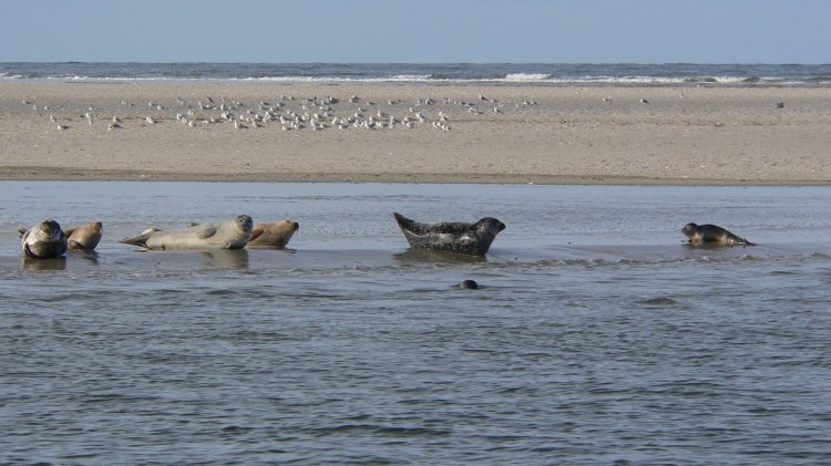 Sechs Seehunde ruhen sich im Wattenmeer aus, im Hintergrund Möwen., © Nationalparkverwaltung Niedersächsisches Wattenmeer / Nationalpark-Haus Wittbülten