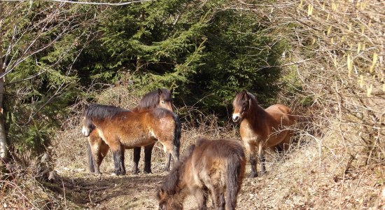 Hutewald Nienover Exmoorponies, © Solling-Vogler-Region