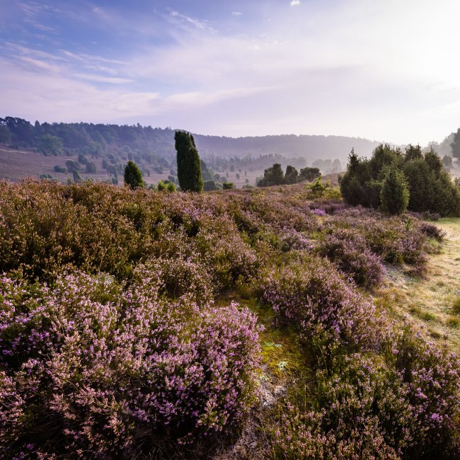 Blick über den Totengrund in Lüneburger Heide bei blühender Heide, © Lüneburger Heide GmbH/ Markus Tiemann