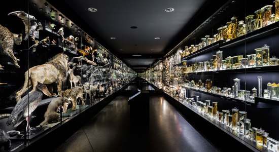 Ausstellungsraum mit Tieren im Staatlichen Naturhistorischen Museum, © Staatliches Naturhistorisches Museum/ Tobias Wille