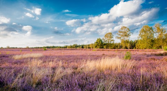 Heidschnuckenwanderweg in der Südheide, © sabinebraun.de