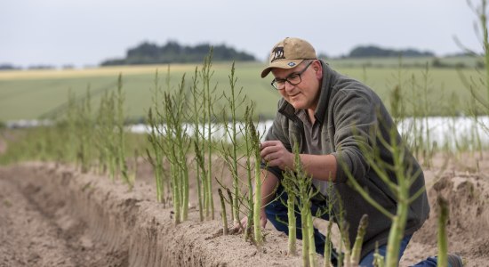 Mann kniet auf Acker vor Damm mit Spargel, © TMN/Christian Bierwagen