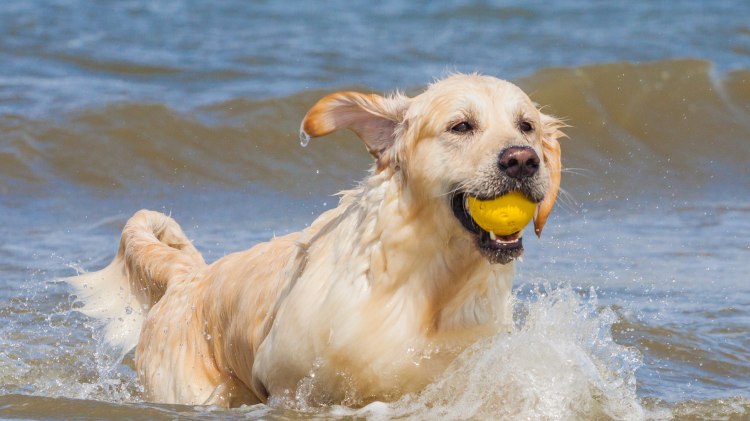 Aus dem Wasser kommender Hund mit Ball im Maul, © AdobeStock_64401390