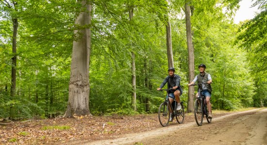 Fahrradtour im Wald, © Lüneburger Heide GmbH