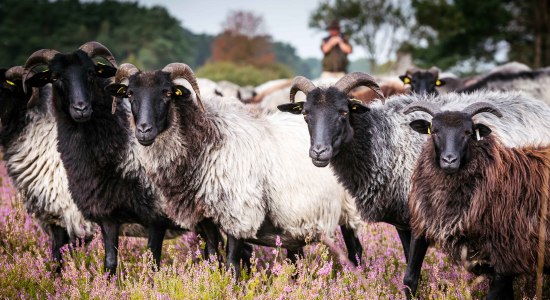 Schnucken in der Lüneburger Heide, © Lüneburger Heide GmbH