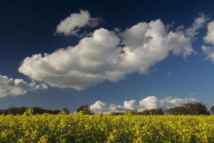 Rapsfeld mit Schäfchenwolken, © Verbund Oldenburger Münsterland / Willi Rolfes