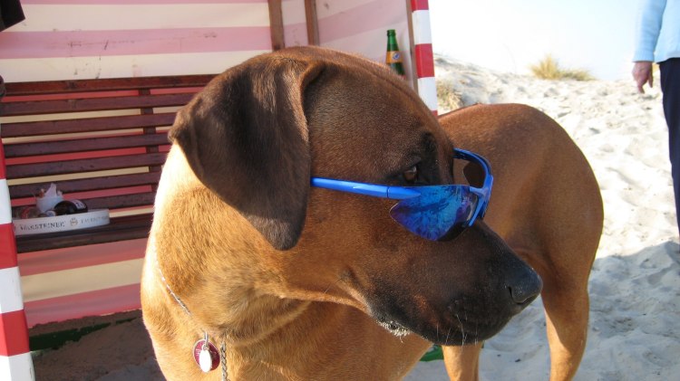 Hund mit Sonnebrille genießt den Tag am Strand auf Borkum., © NBG