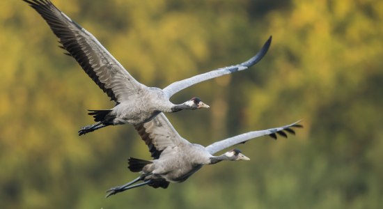 Nahaufnahme von zwei Kranichen im Flug, © TourismusMarketing Niedersachsen GmbH / Dieter Damschen