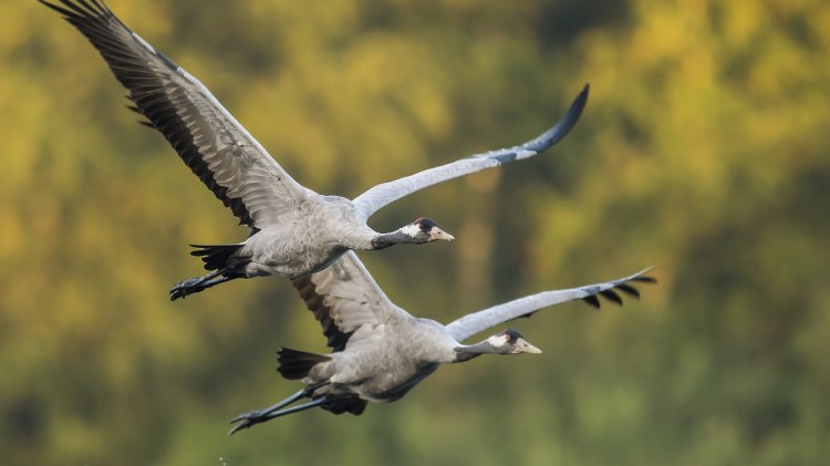 Nahaufnahme von zwei Kranichen im Flug, © TourismusMarketing Niedersachsen GmbH / Dieter Damschen