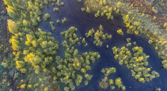 Luftaufnahme vom Neustädter Moor bei Wagenfeld mit Bäumen und Wasserfläche aus der Luft, © TourismusMarketing Niedersachsen GmbH / Willi Rolfes