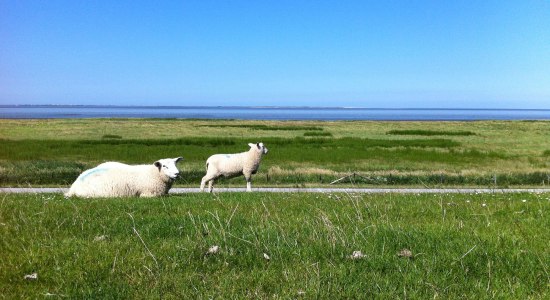 Schafe am Deich, © Ostfriesland Tourismus GmbH