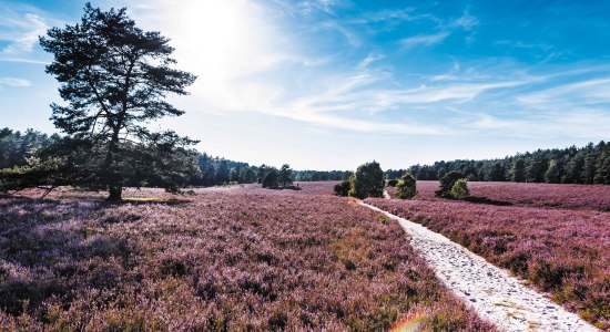 Blick in die Misselhorner Heide, © Lüneburger Heide GmbH