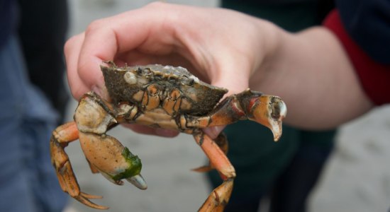 Nahaufnahme einer Strandkrabbe, die jemand in der Hand hält., © Nationalpark-Haus Wurster Nordseeküste / Peter Seer