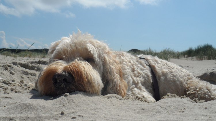 Hund genießt die Zeit am Strand und die Sonne., © KV Juist / Molzberger