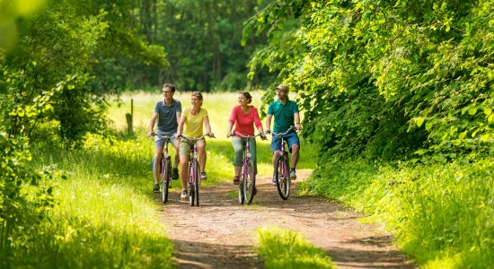 Blick auf vier Radfahrer auf Sandweg in der Heideregion Uelzen, © Lüneburger Heide GmbH/ Dominik Ketz