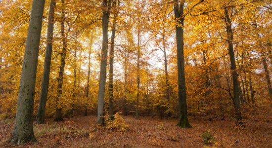 Lüßwald im Herbst, © Lüneburger Heide GmbH/ Dominik Ketz