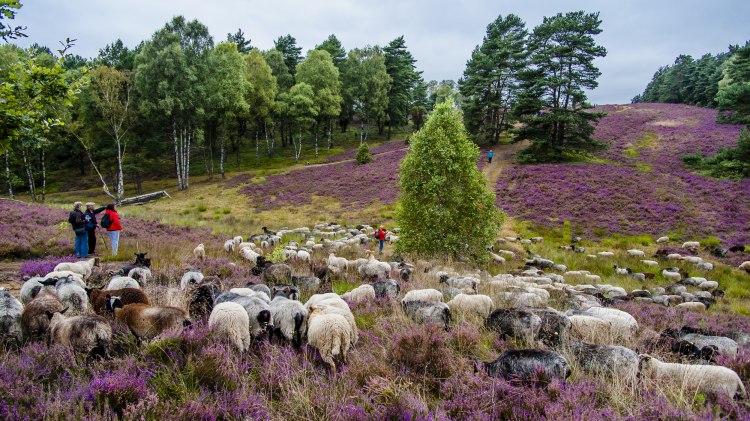 Wandern inmitten einer Schafsherde in der Lüneburger Heide, © TMN / Sabine Braun