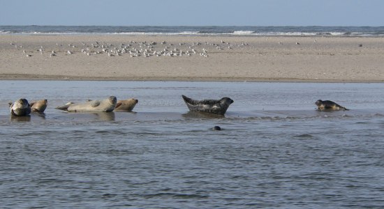 Sechs Seehunde ruhen sich im Wattenmeer aus, im Hintergrund Möwen., © Nationalparkverwaltung Niedersächsisches Wattenmeer / Nationalpark-Haus Wittbülten