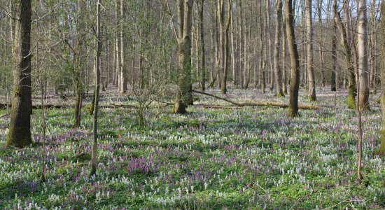 Lerchenspornblüten Alhuser Ahe, © Mittelweser-Touristik GmbH