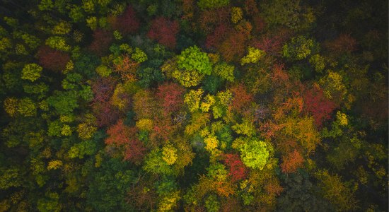 Harz_Herbst_Drohnenaufnahme