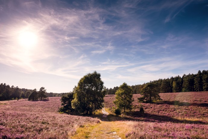 Misselhorner Heide, © Lüneburger Heide GmbH / Markus Tiemann