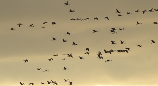 Kraniche am Abendhimmel, © Frauke Klemme