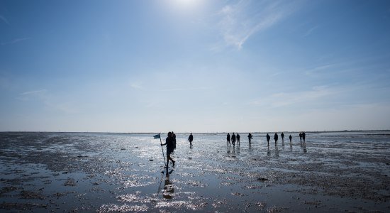 Wattführung bei Harlesiel, © TourismusMarketing Niedersachsen GmbH