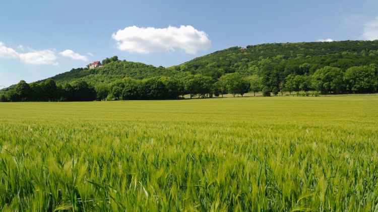 Gerstenfeld mit Burg Schaumburg, © Touristikzentrum Westliches Weserbergland / Kurt Gilde